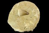Mosasaur (Prognathodon) Tooth In Rock - Morocco #127664-1
